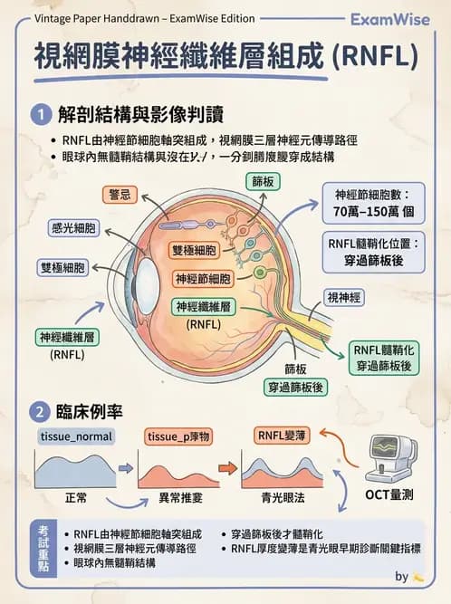 驗光生 - 視網膜組織結構與感光細胞 - AI 圖文解析預覽