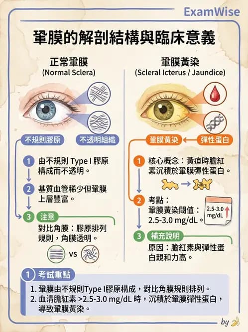驗光生 - 角膜與鞏膜 - AI 圖文解析預覽