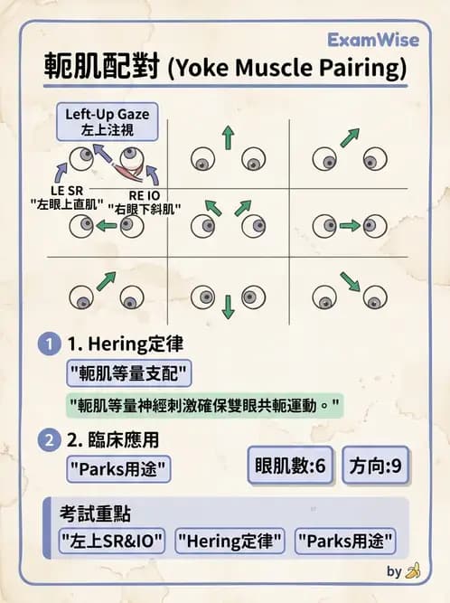 驗光生 - 眼外肌解剖與運動神經支配 - AI 圖文解析預覽