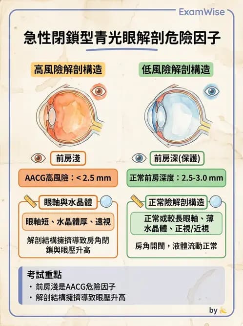 驗光生 - 青光眼與水晶體疾病 - AI 圖文解析預覽