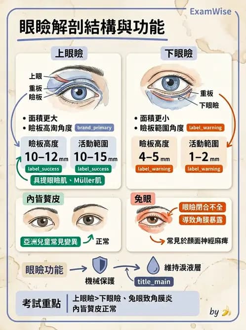 驗光生 - 眼窩骨解剖、眼瞼與結膜 - AI 圖文解析預覽