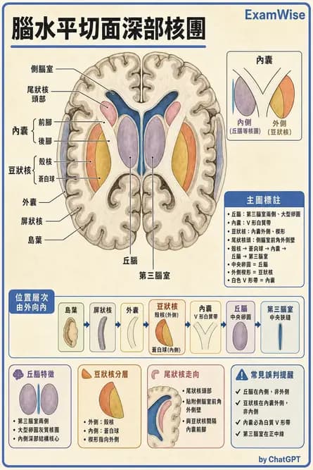 放射 - 大腦皮質與神經細胞 - AI 圖文解析預覽