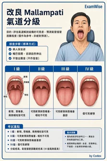 麻醉專護 - 呼吸道評估與處置 - AI 圖文解析預覽